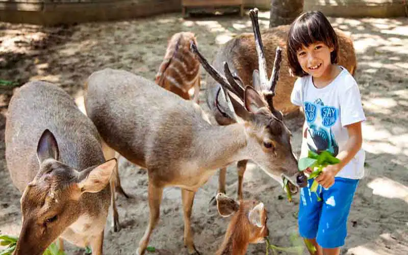 bali zoo park